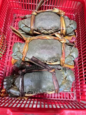 Tunauza Crab/Kaa Safi Ambao Wameandaliwa KTK Mazingira Mazuri