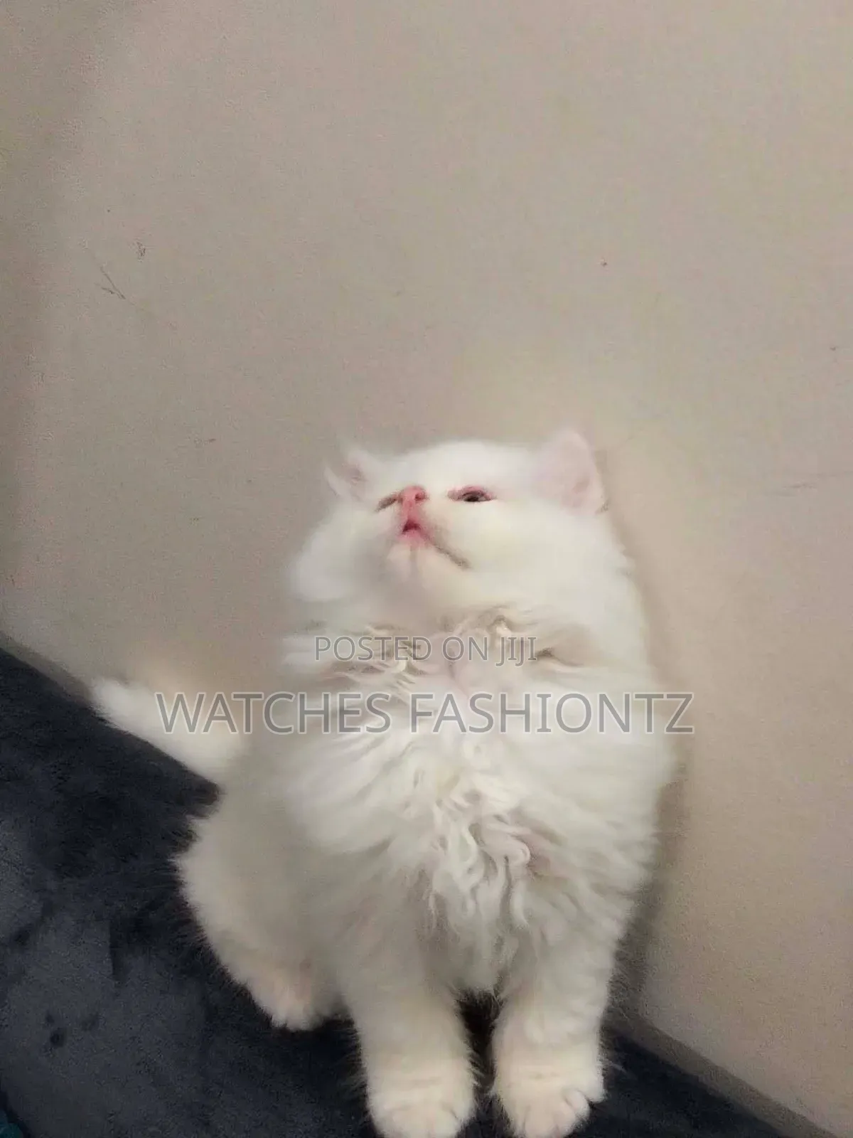 1-3 months Female Purebred Persian