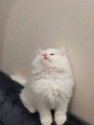 1-3 months Female Purebred Persian