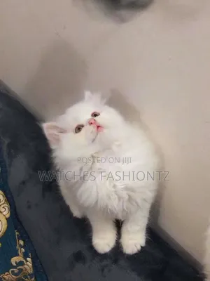 1-3 months Female Purebred Persian