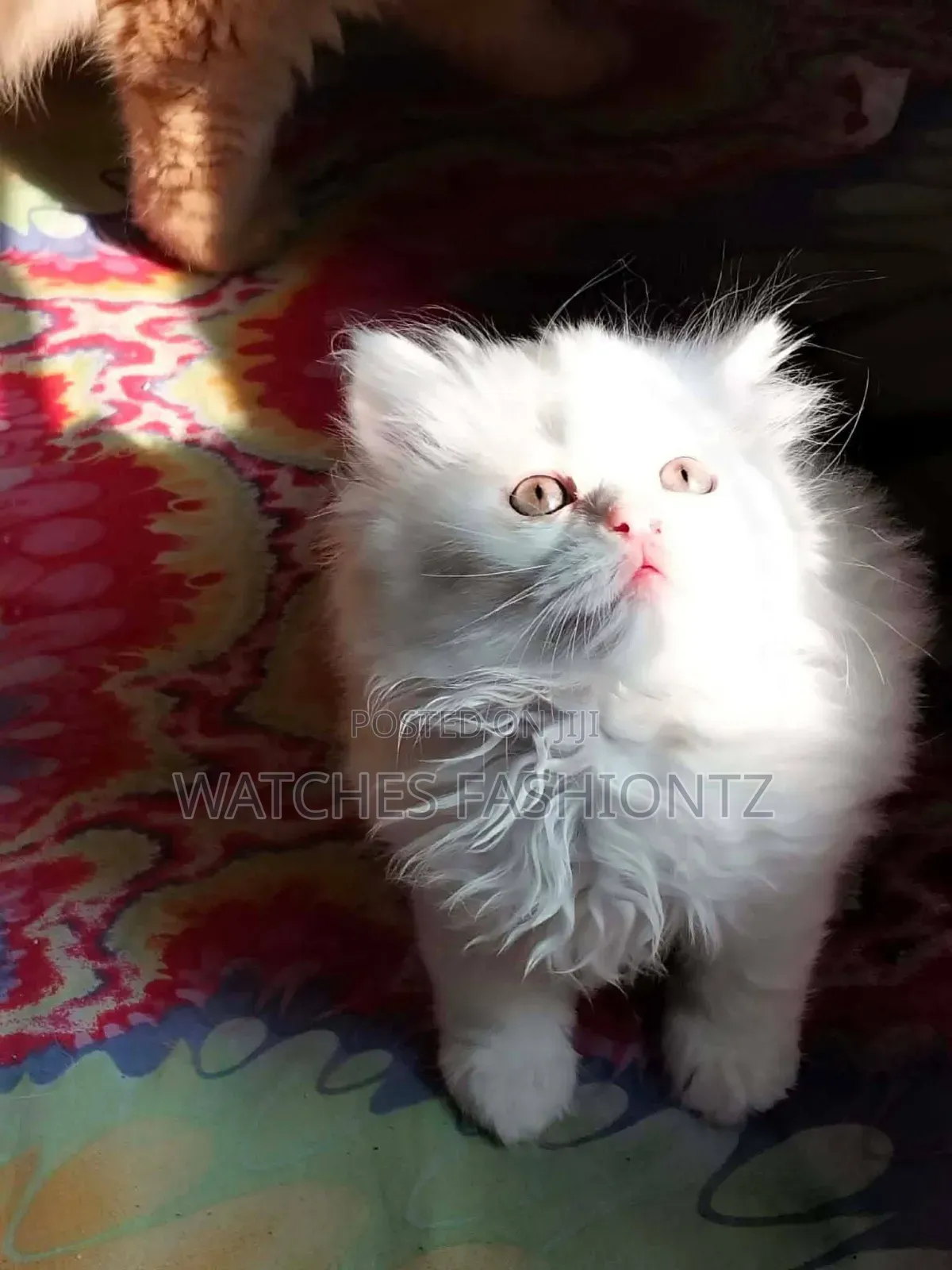 1-3 months Female Purebred Persian