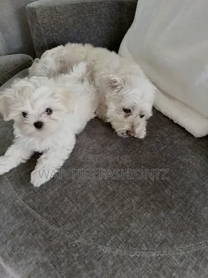 1-3 months Female Purebred Maltese