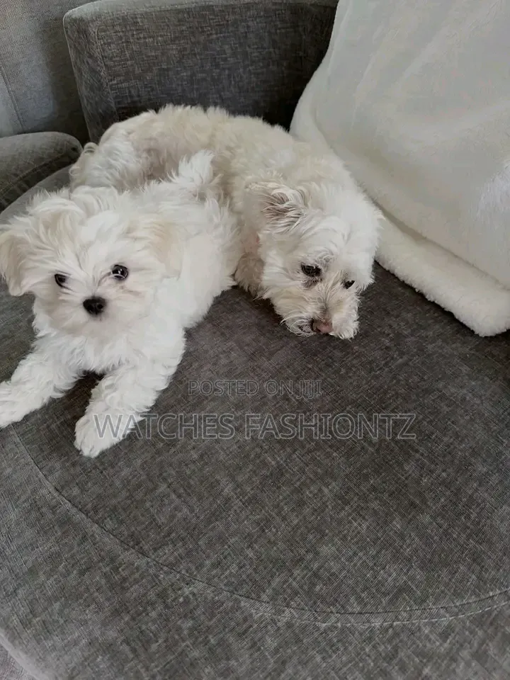 1-3 months Female Purebred Maltese