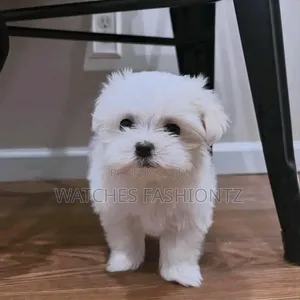1-3 months Female Purebred Maltese
