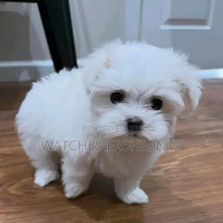 1-3 months Female Purebred Maltese