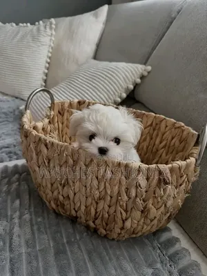 1-3 months Female Purebred Maltese
