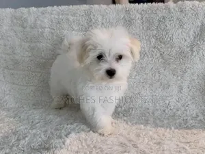 1-3 months Female Purebred Maltese