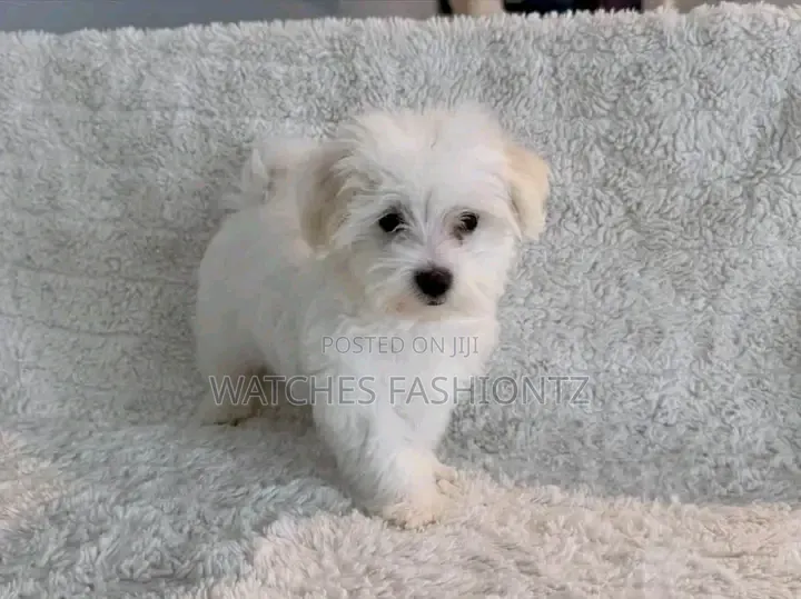 1-3 months Female Purebred Maltese