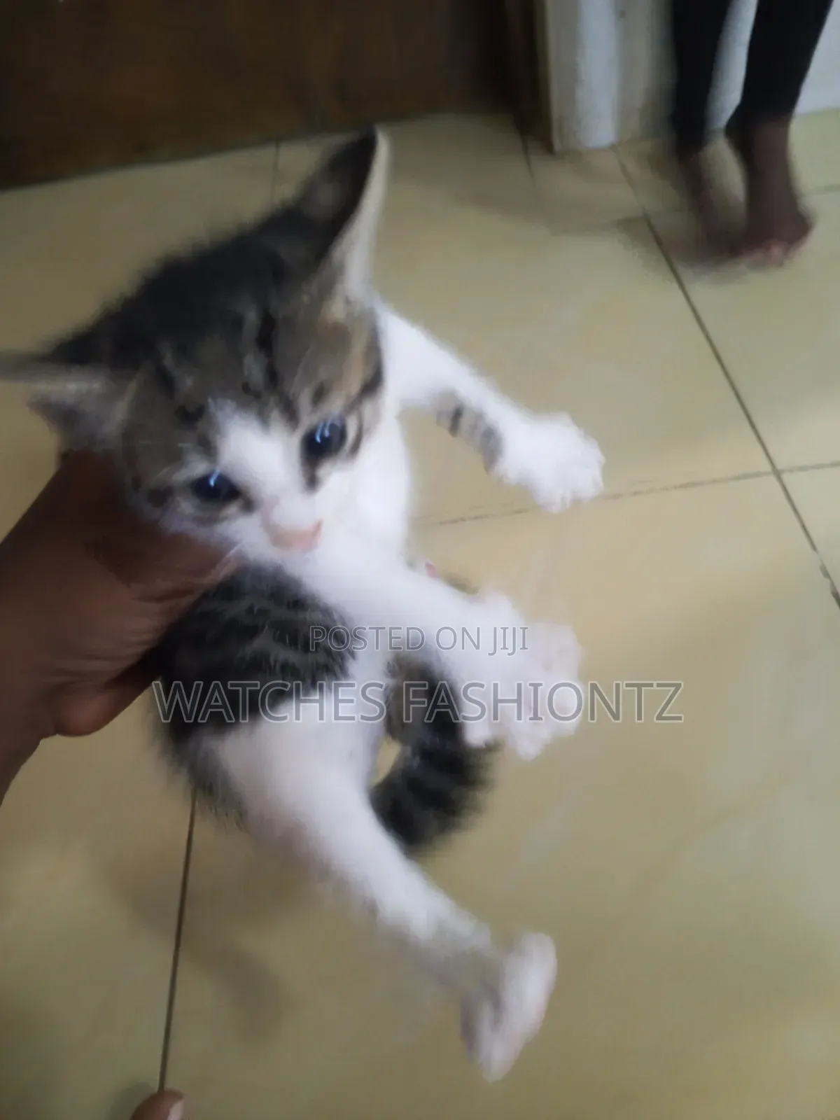 1-3 months Female Purebred Cat