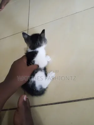 1-3 months Female Purebred Cat