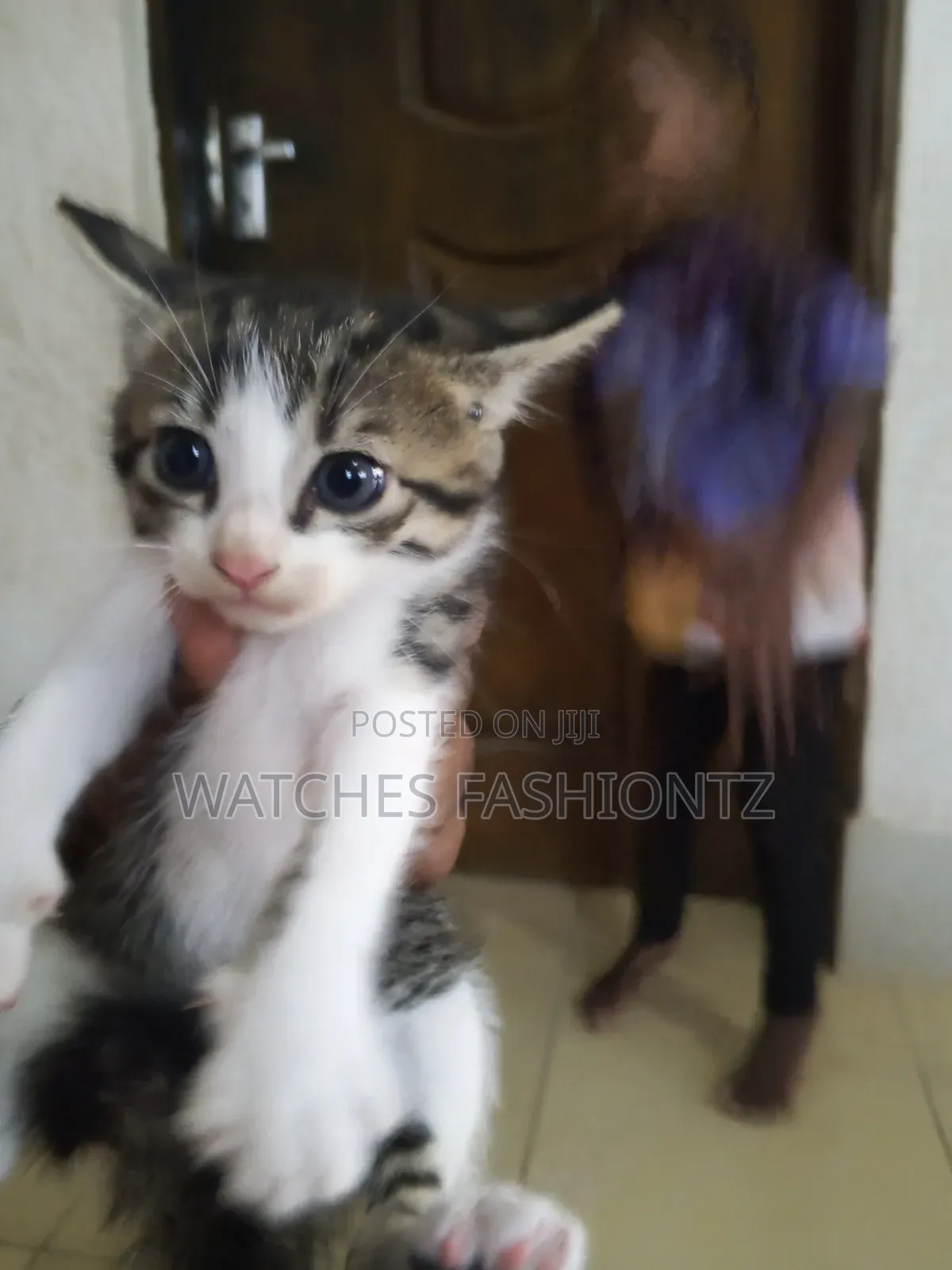 1-3 months Female Purebred Cat