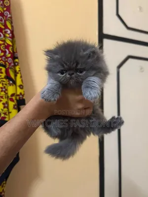 1-3 months Female Purebred Persian