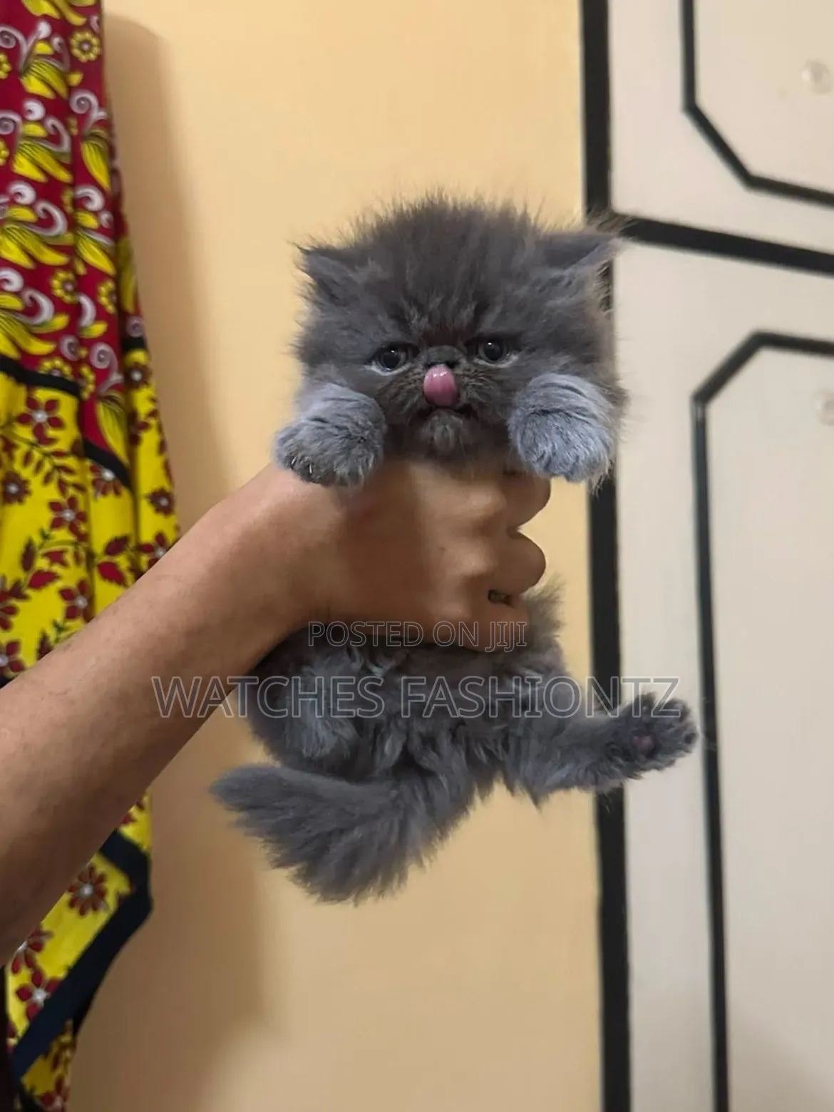 1-3 months Female Purebred Persian