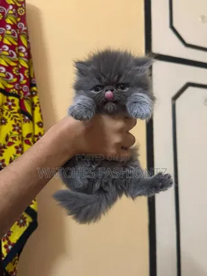 1-3 months Female Purebred Persian