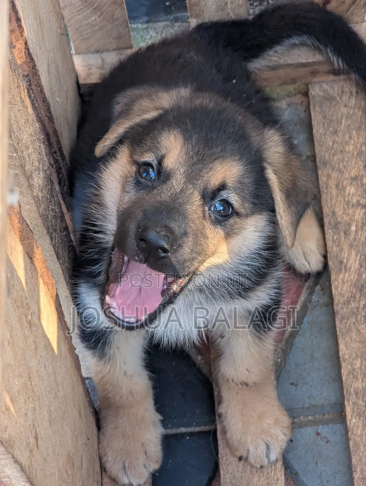 1-3 months Male Purebred German Shepherd