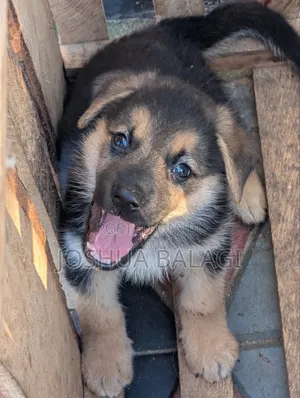 1-3 months Male Purebred German Shepherd