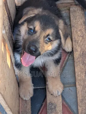 1-3 months Male Purebred German Shepherd