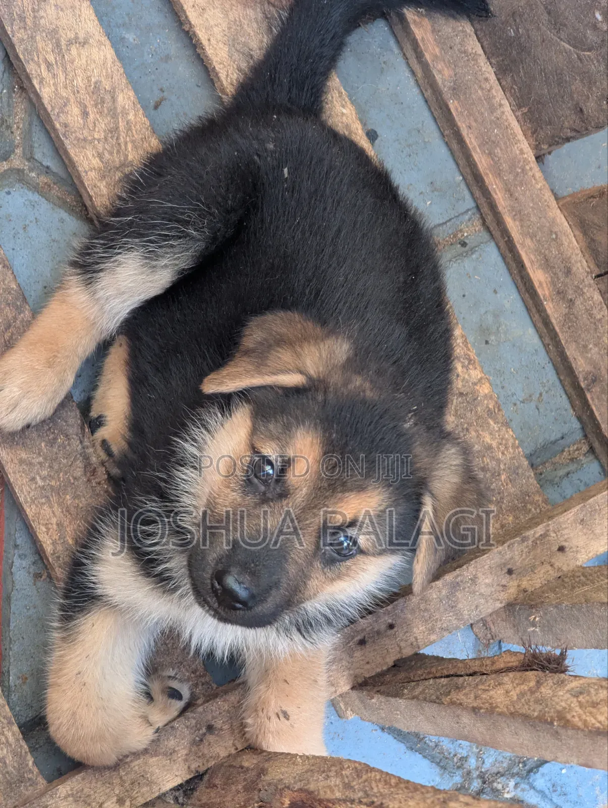 1-3 months Male Purebred German Shepherd
