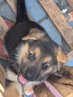 1-3 months Male Purebred German Shepherd