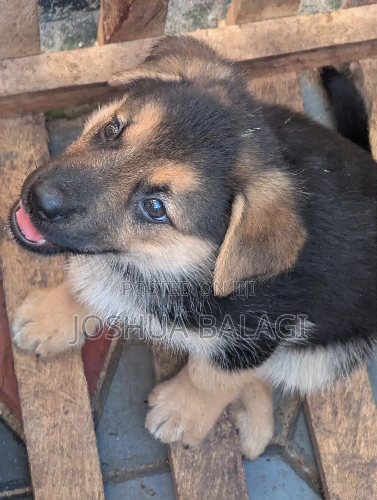 1-3 months Male Purebred German Shepherd