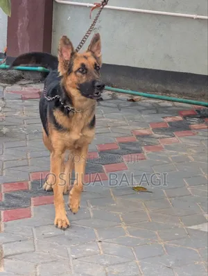 6-12 months Female Purebred German Shepherd
