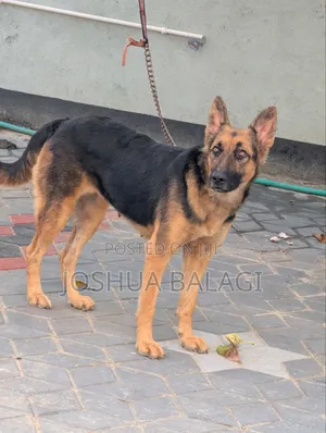 6-12 months Female Purebred German Shepherd