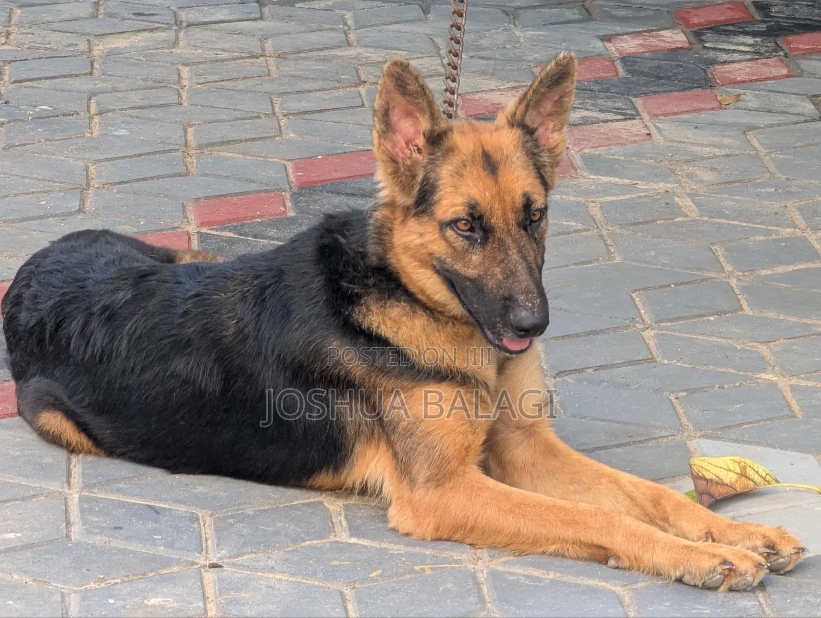 6-12 months Female Purebred German Shepherd