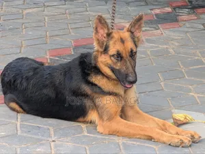 6-12 months Female Purebred German Shepherd