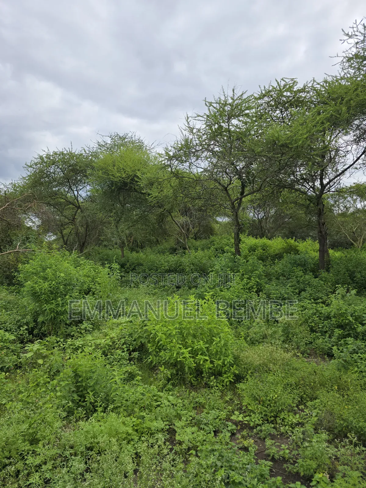 Shamba La Ekari 30 Linauzwa Arusha Usar Rivar Dolly Estate