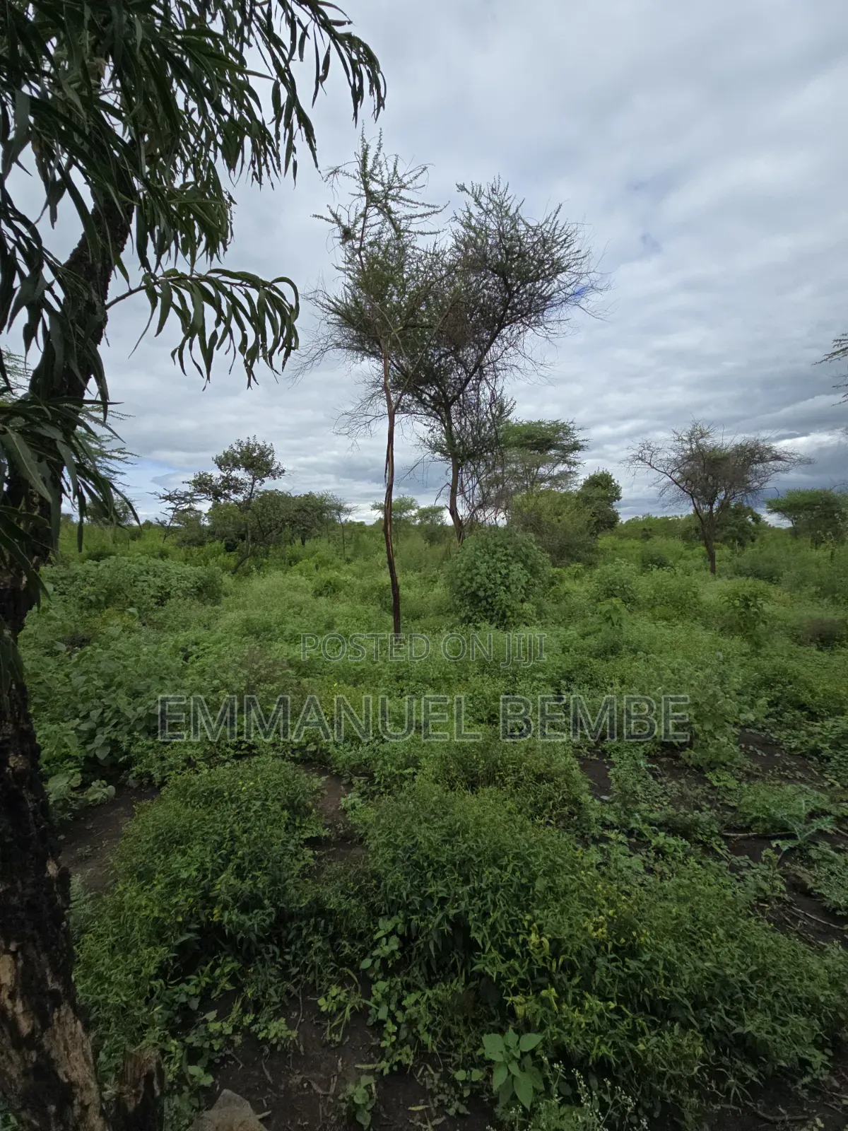 Shamba La Ekari 30 Linauzwa Arusha Usar Rivar Dolly Estate