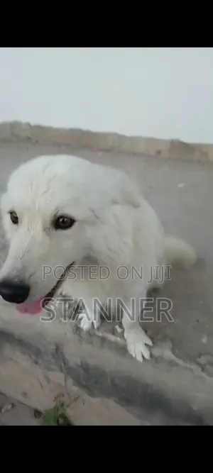 1+ year Male Purebred Samoyed