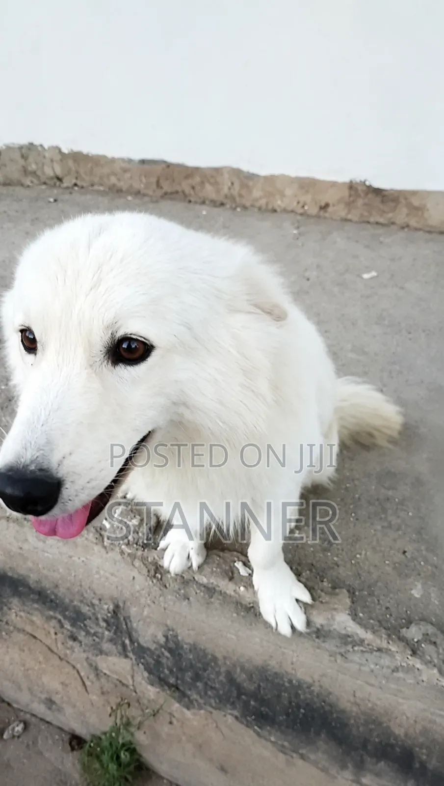 1+ year Male Purebred Samoyed
