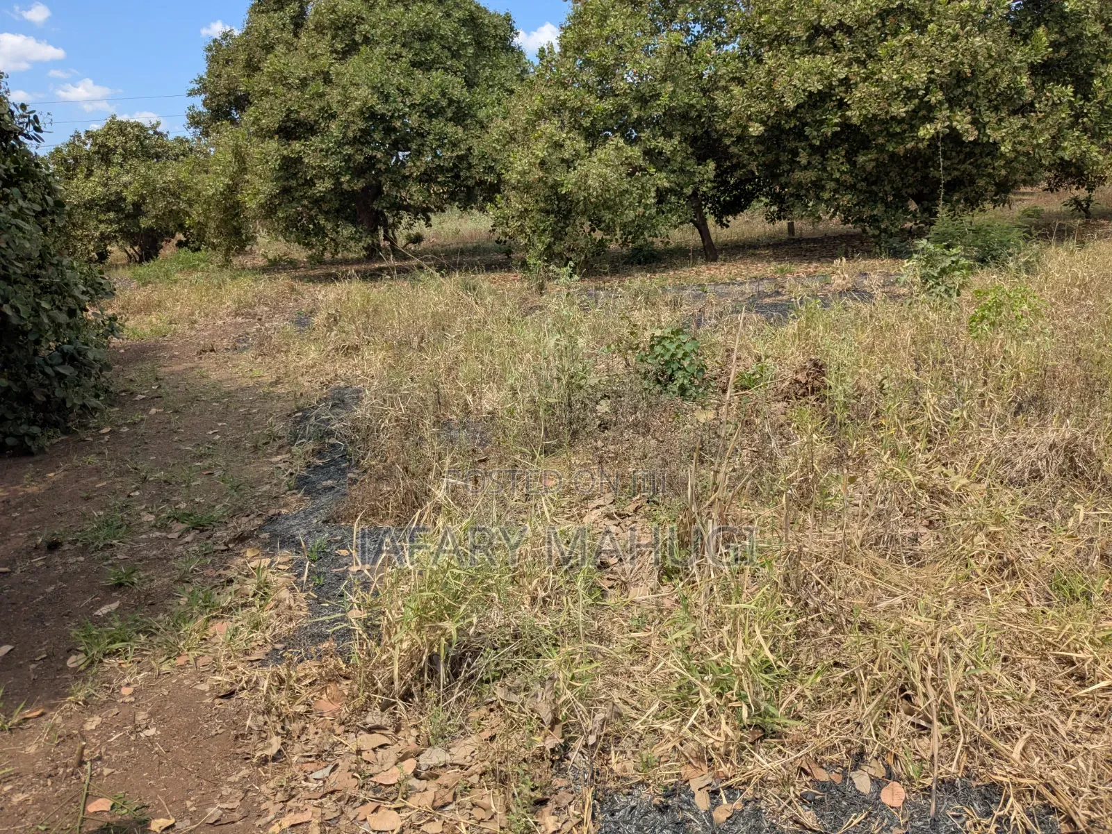 Eneo Linauzwa Ruangwa