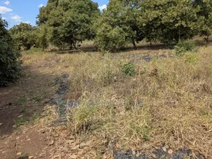 Eneo Linauzwa Ruangwa
