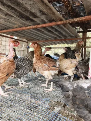 Kuku Wakufugwa Na WA Nyama
