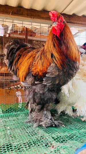 Brahma Pure Breed