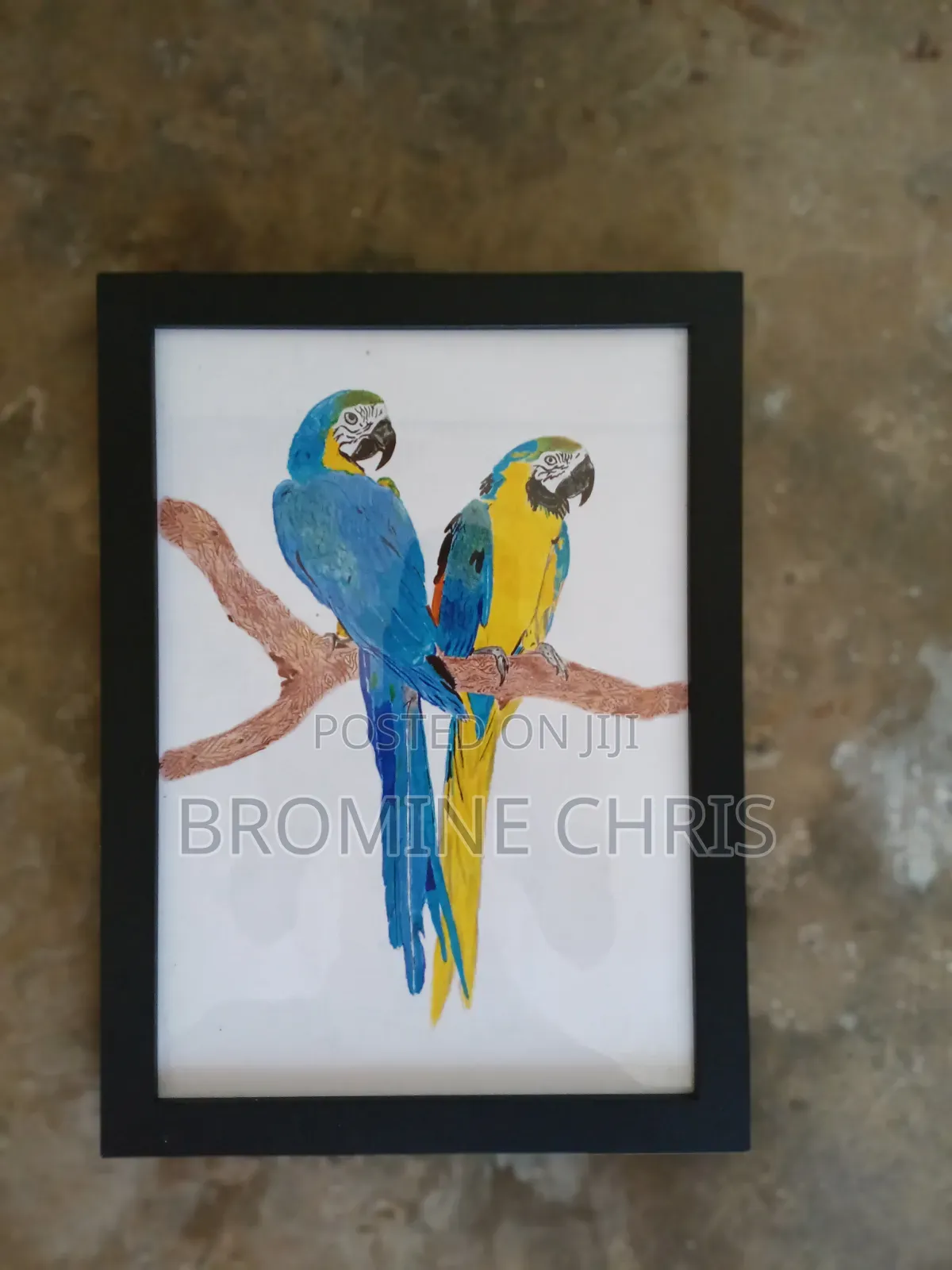 Parrots Water Colour