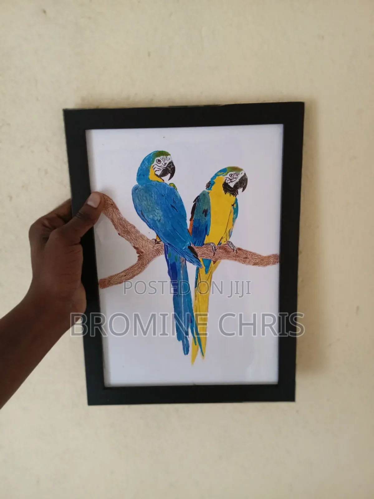 Parrots Water Colour