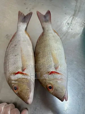 Tunauza Samaki Changu /Changu Available