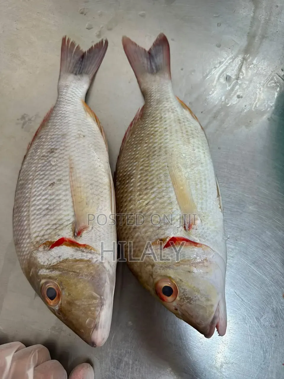 Tunauza Samaki Changu /Changu Available