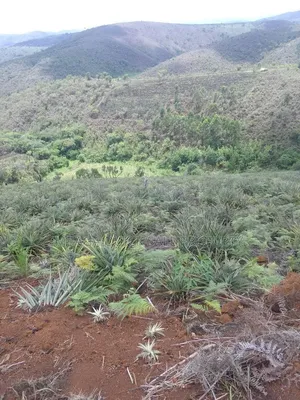 Farm for Sale at Njombe 2100 Acres