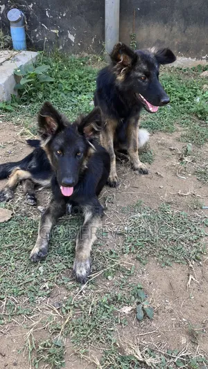3-6 months Female Purebred German Shepherd