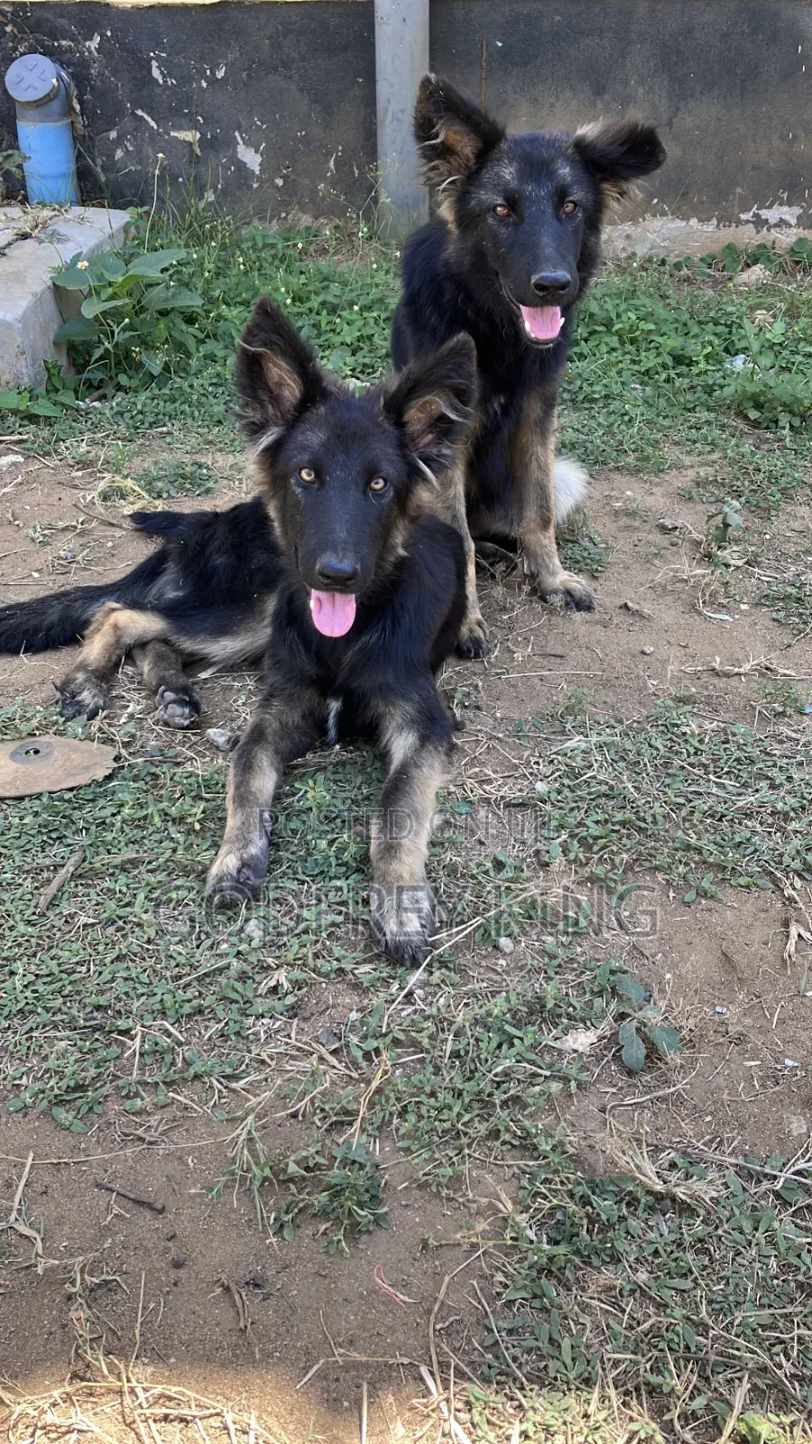 3-6 months Female Purebred German Shepherd
