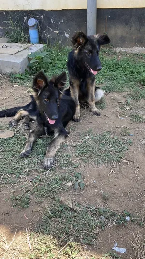 3-6 months Female Purebred German Shepherd