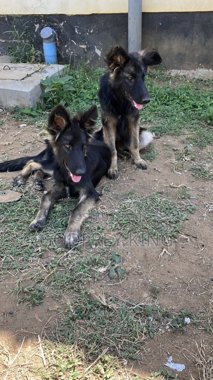 3-6 months Female Purebred German Shepherd