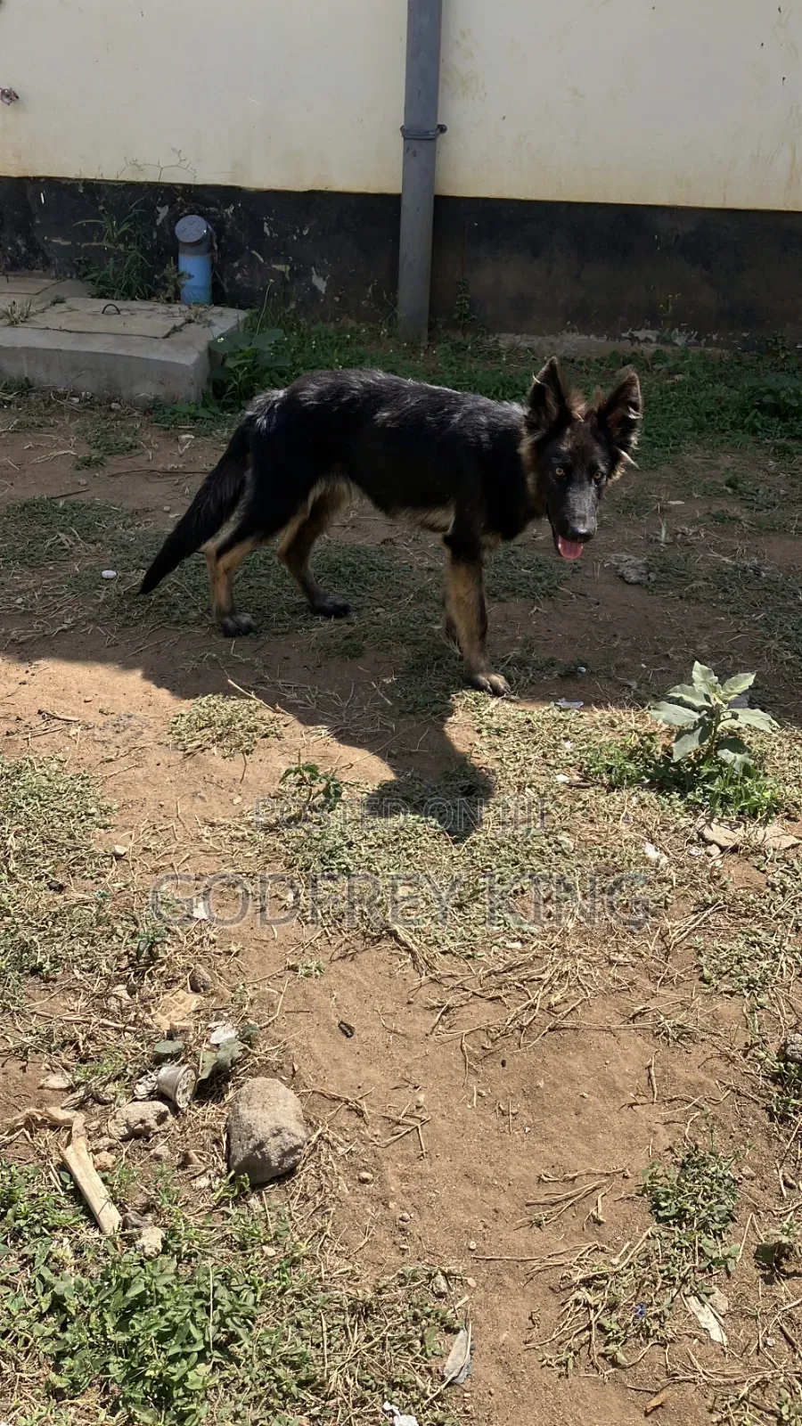 3-6 months Female Purebred German Shepherd
