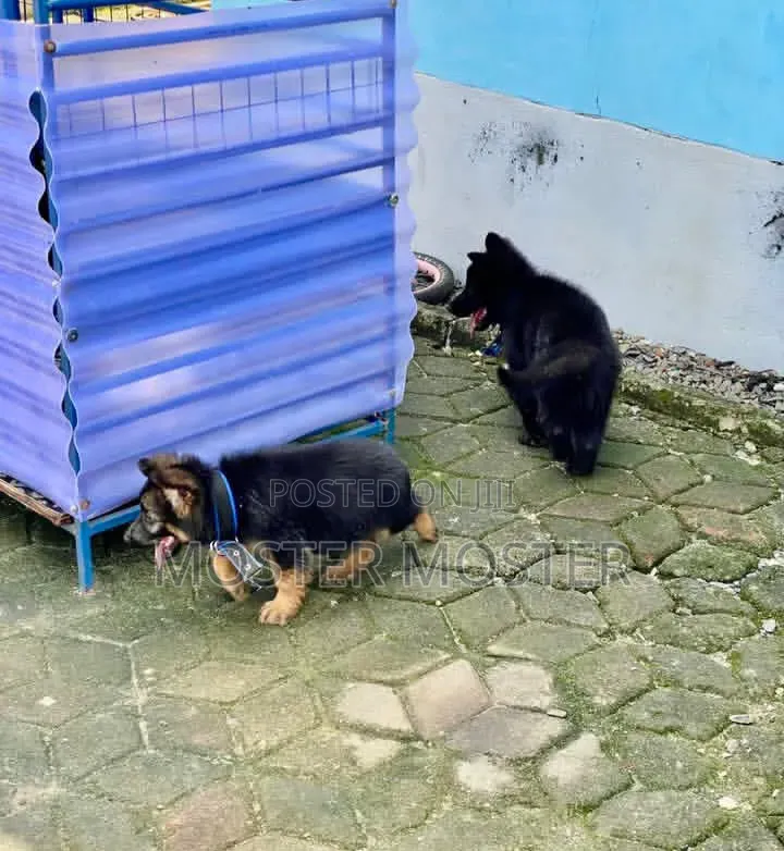 1-3 months Male Purebred German Shepherd