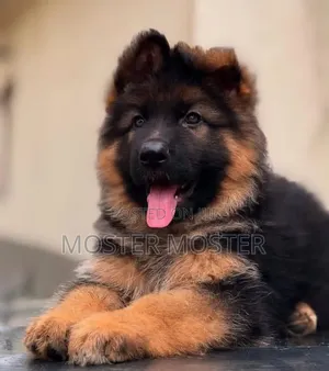 1-3 months Male Purebred German Shepherd