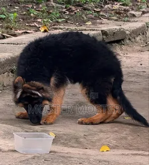 1-3 months Male Purebred German Shepherd