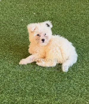 1-3 months Male Purebred Maltese